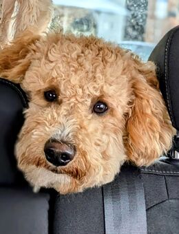 Deckrüde Goldendoodle Medium - Kassel