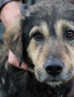 Esho - verschmust u. angenehm - Lohra