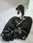 🐾 Süße Welpen suchen ein liebevolles Zuhause! 🏡❤️ in 49685