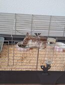 Kaninchen zu verkaufen in 42853