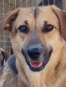 Bezaubernde Sersi wartet auf Dich! ❤ - Hamburg