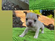 Französische Bulldogge Welpen - Passau