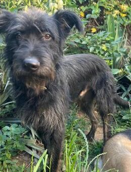 🐶Lebensfroher Bruno sucht dich!☀️ - Eislingen (Fils)