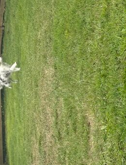 australian shepherd - Unna