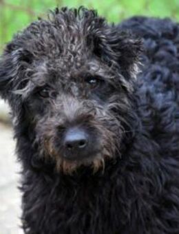 Clio möchte Vertrauen fassen - Neuss