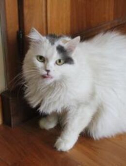 Gremlin der Name hat seine Berechtigung - Oberhausen (Rheinland-Pfalz)