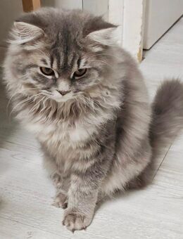 BKH/Blh Junge 22 Wochen - Wuppertal