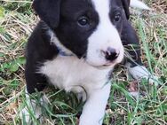 Kleiner Rocky 💗 will die Welt erkunden! - Hamburg