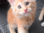 Reinrassige Maine Coon Kitten - Baden-Baden
