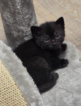 Kitten suchen liebevolles Zuhause - Mülheim (Ruhr)