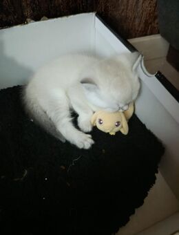 Reinrassige BKH Mänchen zu verkaufen - Dorsten