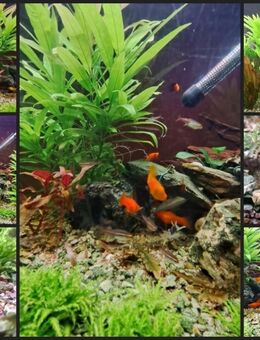 Aquarium zu verkaufen - Neuwied