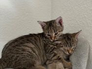 2 Siam/Bengal Mix kitten zu verkaufen - Kornwestheim Zentrum