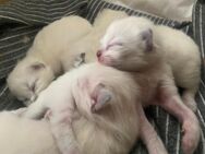 Ragdoll kitten - Dortmund