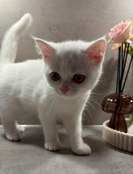 1 weibliches BKH Kitten sucht neues Zuhause🎀 - Erkrath (Fundort des Neanderthalers)