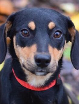 Zuri - verschmust & vorsichtig - Lohmar