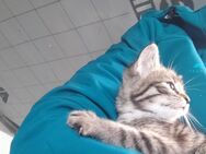 Süßer kleiner Kater sucht noch ein neues zu Hause - Ofterdingen