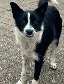 Lucy, Mischlingshündin, 10 Monate - Wegberg