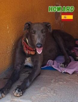 Howard - liebenswert und unkompliziert - Heppenheim (Bergstraße)