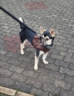 Bruno sucht ein liebevolles Zuhause - Saarbrücken