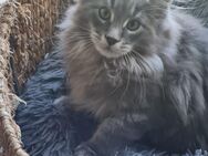 Maine coon - Seelitz