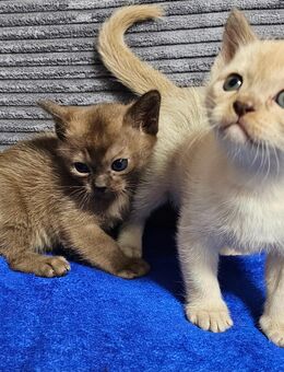 Burma Kitten. Reinrassig. Lilac, braun. - Nürnberg