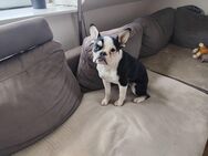 Französische Bulldogge Luna - Upahl