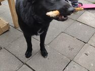 Hund rüde - Mühlhausen (Thüringen)