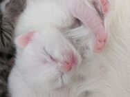 4 kitten abzugeben - Helmbrechts
