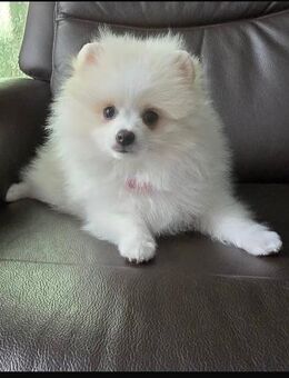 Süßer Pomeranian Welpe - Bremen