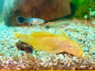 Schleier Antennenwels Gold Ancistrus Longfin - Hettstadt