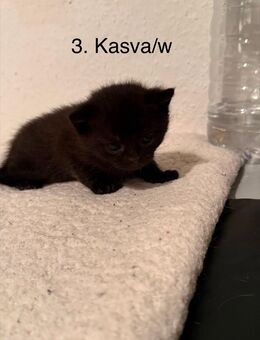 BKH Kitten abzugeben 300€ VB (NUR BARZAHLUNG) - Remscheid
