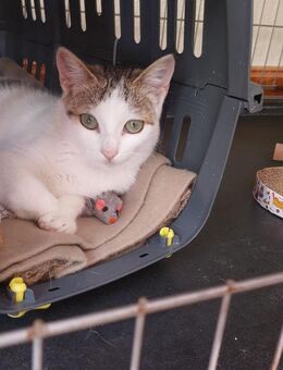 Kittenmädchen Vilma sucht ihr HappyHome - Bad Camberg