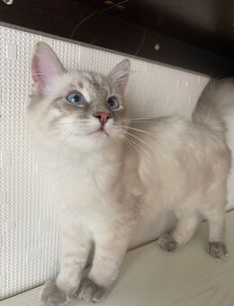 Neva Masquerade Ragdoll Katzenlady ABHOLBEREIT - Aachen