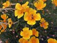 Goldmohn SWR Samen Mohnwiese Steingärten Island Mohnpflanze Mohn gelb Gold gelb Mohn Mohne mehrjährig winterhart Pflanze Hochbeet Blumengarten garden säen Samen Saatgut Goldmohne Muttertag Deutsches Saatgut Freunde Biene Bio Samen in 74629