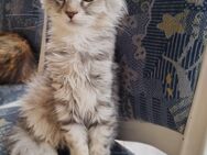 2 ganz besondere maine coon kitten - Cornberg