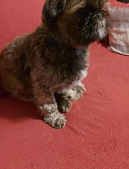 Scooby ein Sonnenschein - Hückelhoven