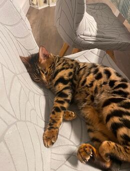 🐾 Wunderschöne Bengal-Dame - Leck