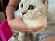 Eine Junge Katzen Weibchen - Mönchengladbach