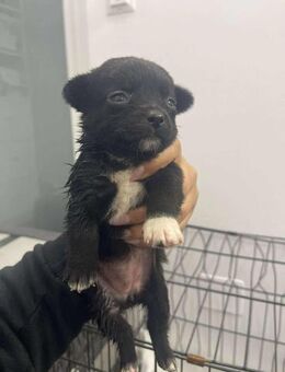 B689 kleines Hundekind sucht ihr Glück - Neuberg