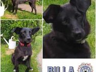 BILLA * sucht das Glück - Duisburg
