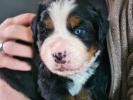 Berner Sennenhund Welpen reinrassig - Elstertrebnitz