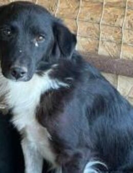 Shiva wünscht sich liebe Menschen 🐾 - Elsdorf (Nordrhein-Westfalen)