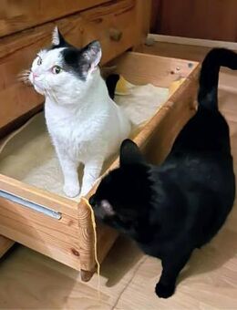 Sally und Kiki suchen Zuhause - Stelle