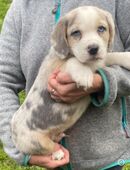 Super süße Beagle / Shepherd Welpen zu verkaufen in 26529