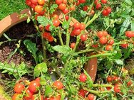 Bajaja, Tomatensamen - Oldenburg