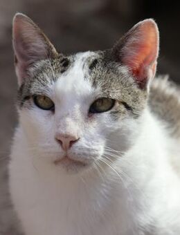 Garfield, neugierig, verspielt, offen - Westerholt