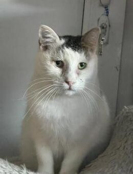 HAZEL 5 Jahre - Schönaich