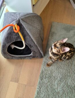 Bengal Kitten - Leck