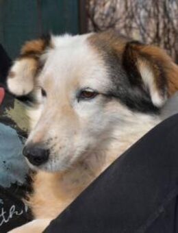 Jonna - sanft, gesellig, ruhig - Mettmann